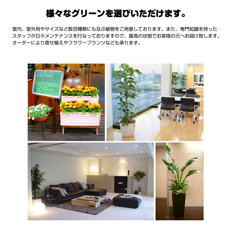 緑のレンタル　グリーンポケット練馬中央店